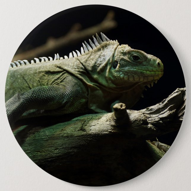 Iguana delicatissima 6 cm round badge (Front)