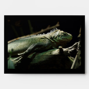 Iguana delicatissima envelopes
