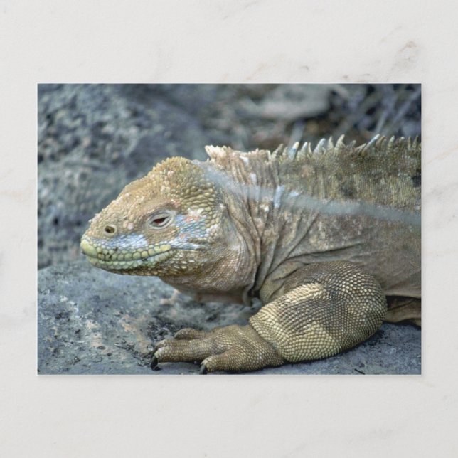 Iguana, Galapagos Islands Postcard (Front)