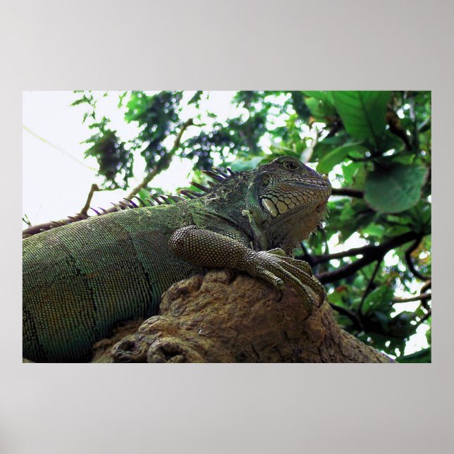 Iguana in a Tree Poster (Front)