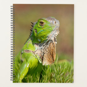 Iguana in Florida 2024 Planner