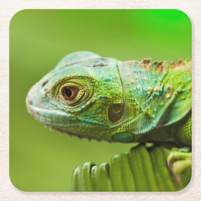 Iguana in the Wild Square Paper Coaster (Front)