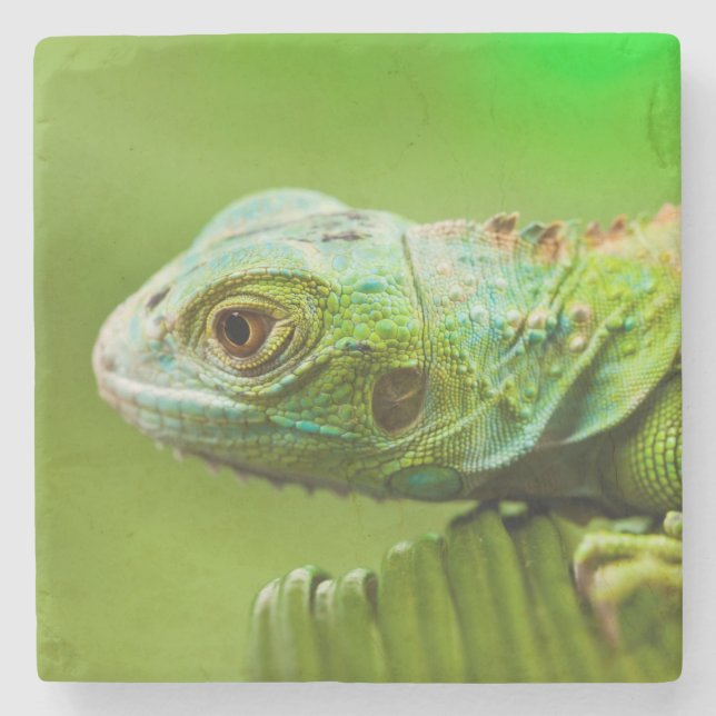 Iguana in the Wild Stone Coaster (Front)