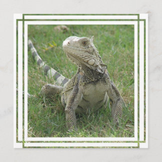 Iguana Invitation