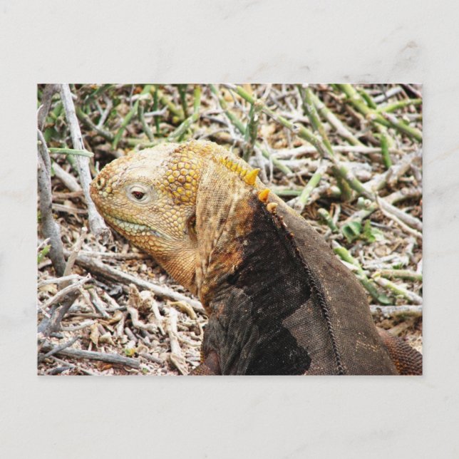 Iguana, Isla Seymour, Galapagos Is. Postcard (Front)