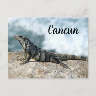 Iguana Lizard Reptile Cancun Mexico Postcard