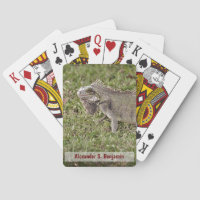 Iguana Lizzard Pet Animal Nature Personalise
