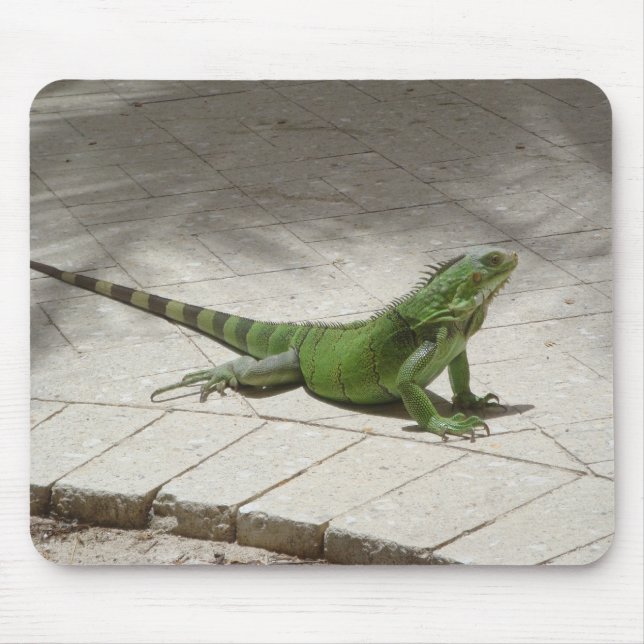Iguana mousepad (Front)