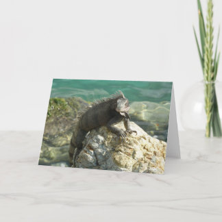 Iguana on the Rocks at St. Thomas Card