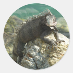 Iguana on the Rocks at St. Thomas Classic Round Sticker