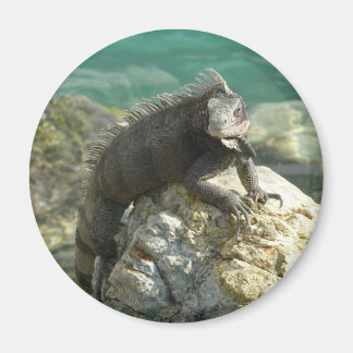 Iguana on the Rocks at St. Thomas Magnet