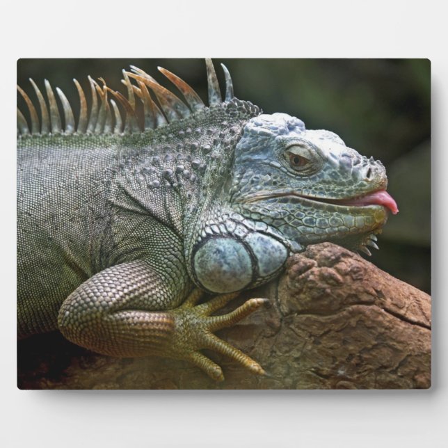 Iguana plaque (Front)