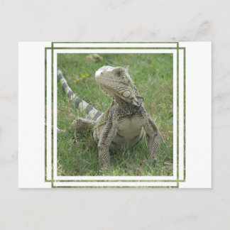 Iguana Postcard