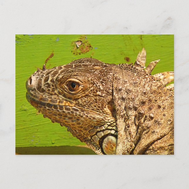 IGUANA POSTCARD (Front)