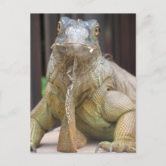 Iguana Postcard (Front)