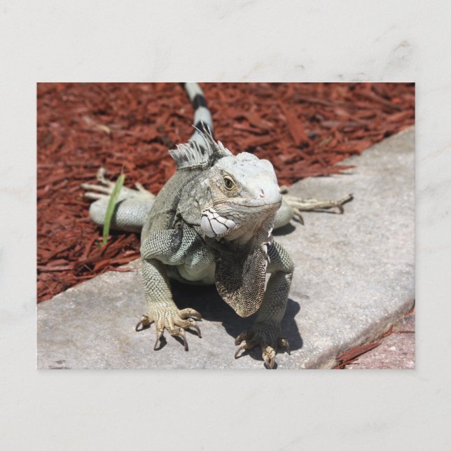 iguana postcard (Front)