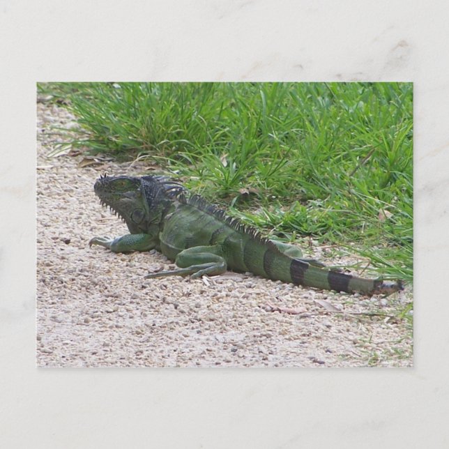 Iguana Postcard (Front)