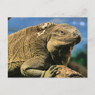 Iguana Postcard