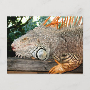 Iguana Postcard