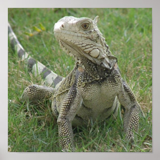 Iguana Print