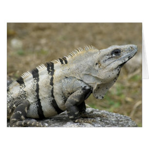 Iguana Profile