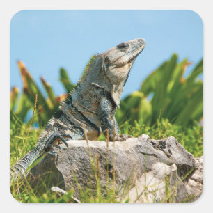 Iguana Square Sticker