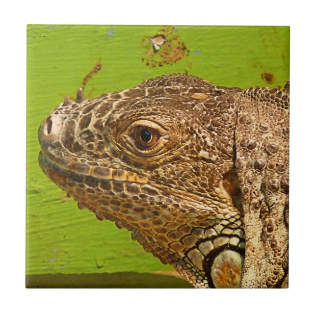 IGUANA TILE (Front)