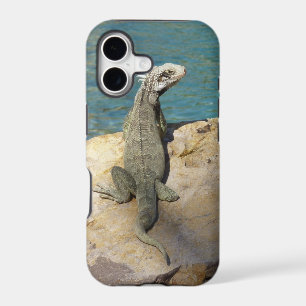 Iguana Tropical Wildlife Photography