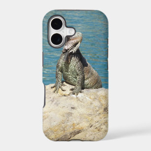 Iguana Tropical Wildlife Photography