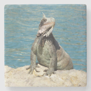 Iguana Tropical Wildlife Photography at St. Thomas Stone Coaster