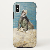 Iguana Tropical Wildlife Photography
