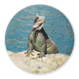 Iguana Tropical Wildlife Photography Ceramic Knob