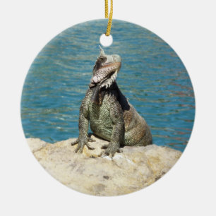 Iguana Tropical Wildlife Photography Ceramic Tree Decoration