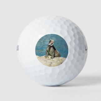 Iguana Tropical Wildlife Photography Golf Balls