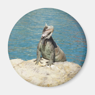 Iguana Tropical Wildlife Photography Magnet