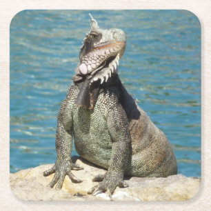 Iguana Tropical Wildlife Photography Square Paper Coaster