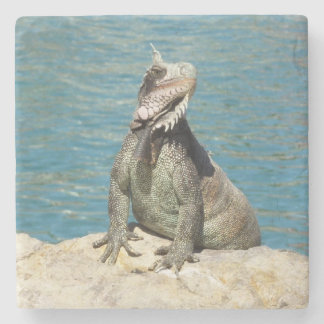 Iguana Tropical Wildlife Photography Stone Coaster
