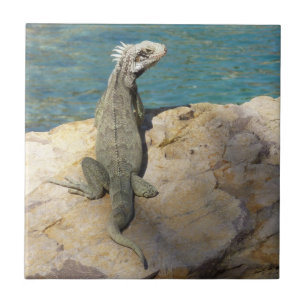 Iguana Tropical Wildlife Photography Tile