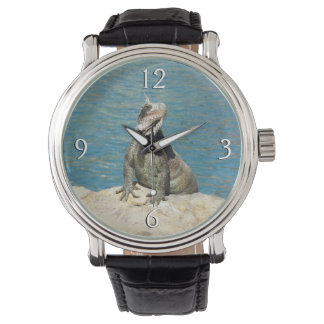 Iguana Tropical Wildlife Photography Watch