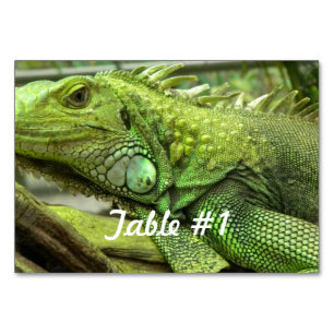 Iguanas and Lizards Table Number