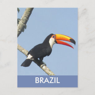 Iguazu Falls Toco Toucan Postcard