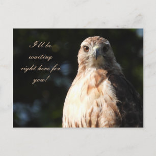 I'll be waiting for you - Red Tailed Hawk Stare Postcard