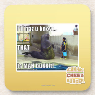 I'll haz u know coaster