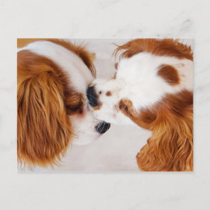 I'll Kiss It and Make It Better Postcard