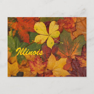 Illinois Autumn Leaves Postcard