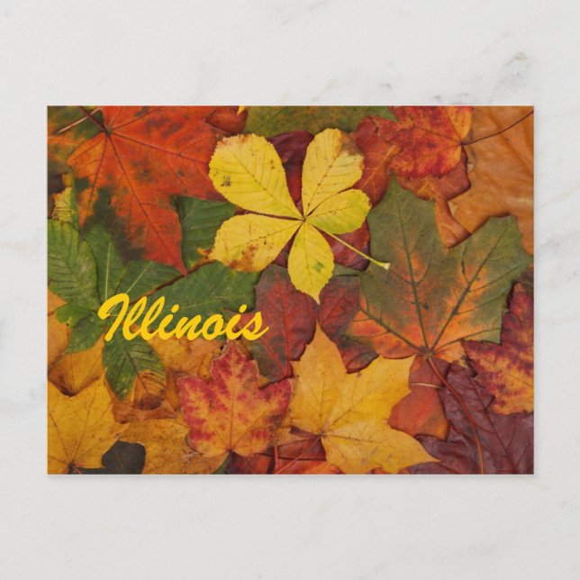 Illinois Autumn Leaves Postcard (Front)
