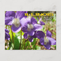 Illinois State Flower: Violet