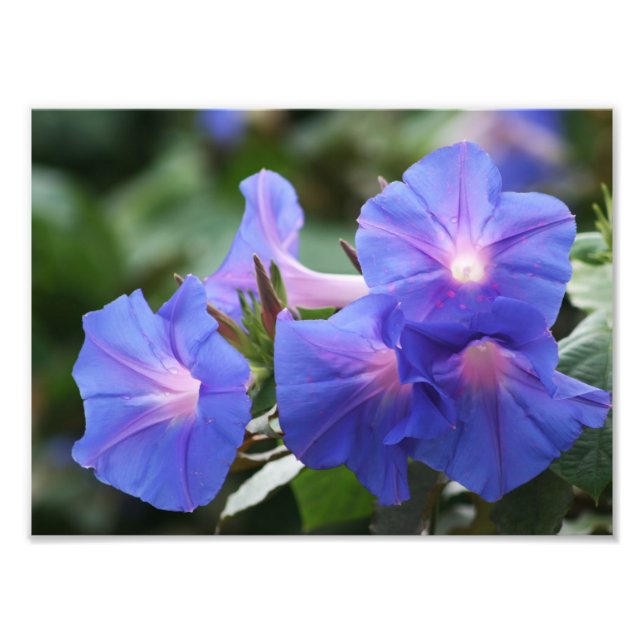 Illuminated Blue Morning Glory Wildflowers Photo Print (Front)