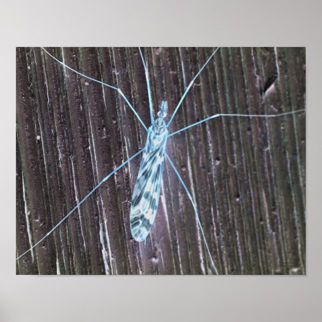 Illuminated Bug On Wall Poster (Front)