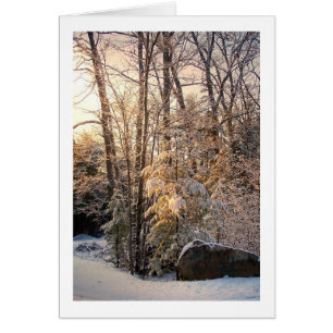 Illuminated Winter